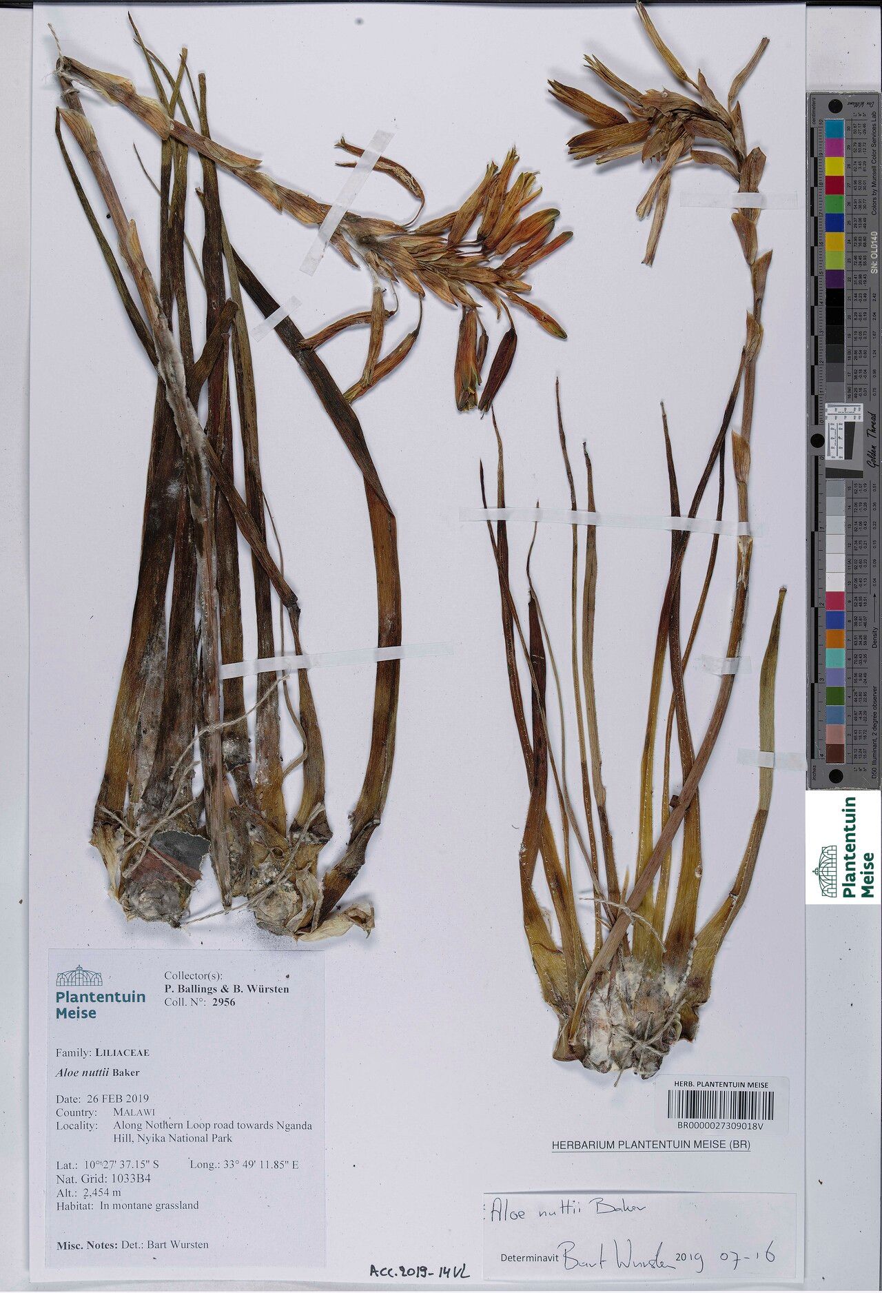 Aloe nuttii — houseplant care guide