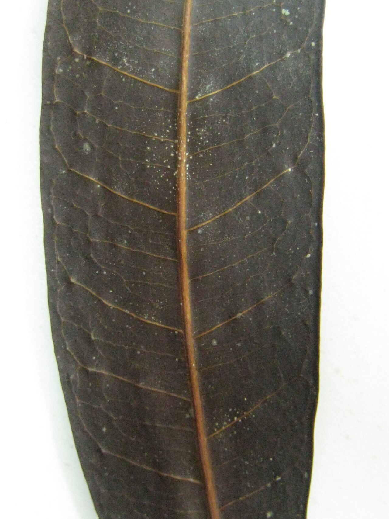 Ficus schumacheri — houseplant care guide