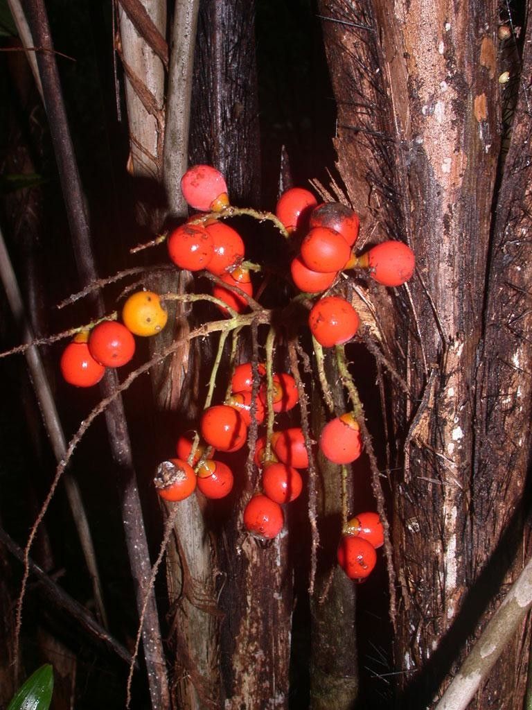 Bactris gracilior fruit