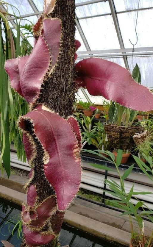 Selenicereus wittii habit