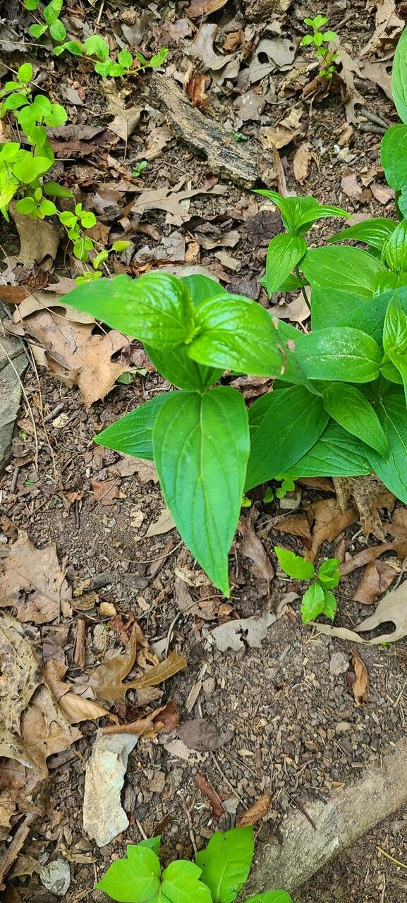Spigelia marilandica