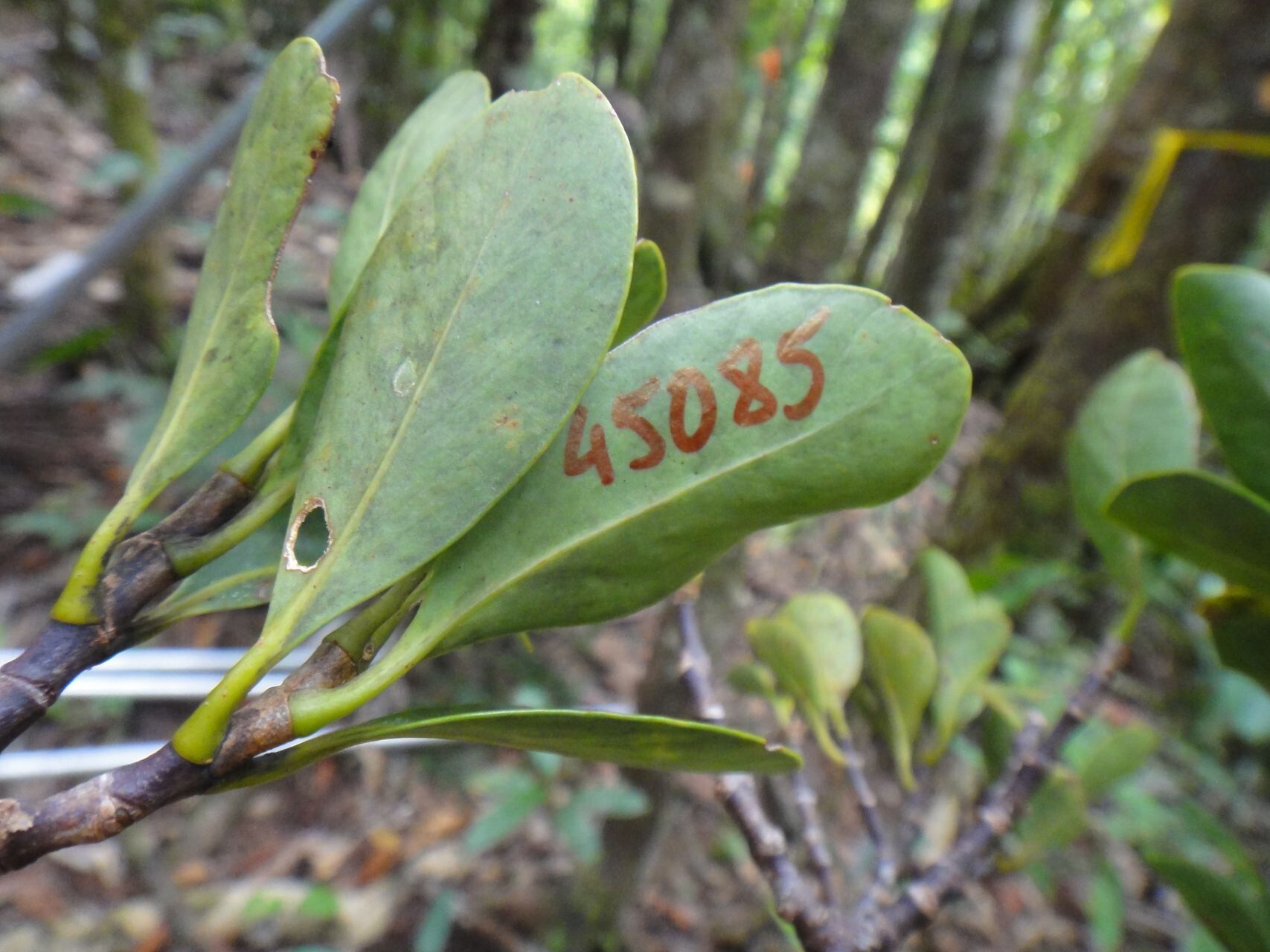 Garcinia virgata — houseplant care guide