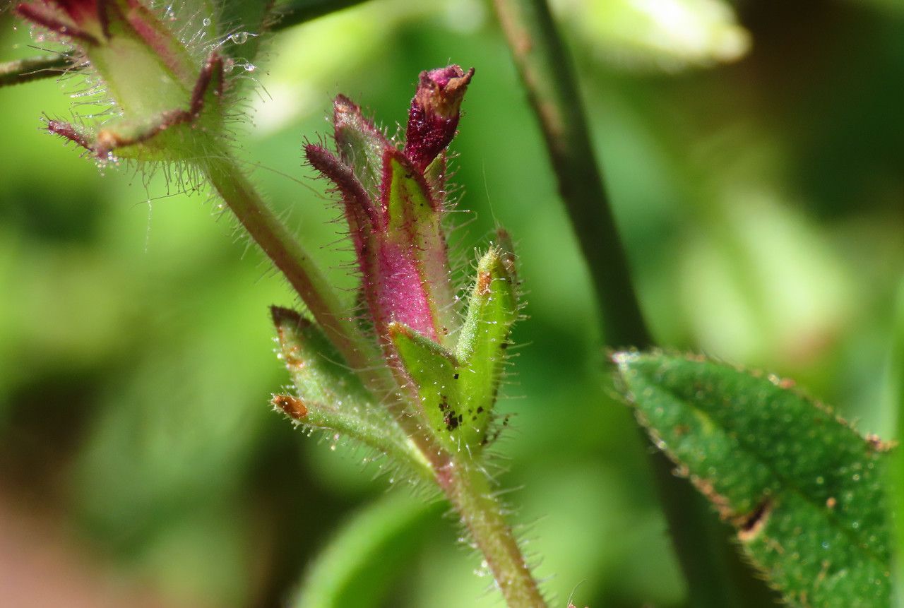 Parentucellia latifolia fruit
