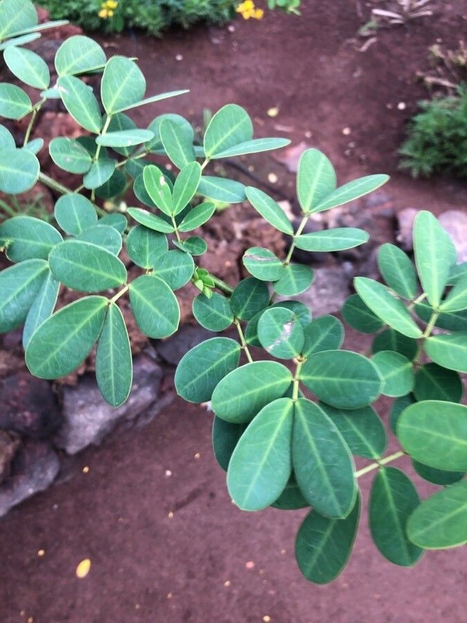 Senna bicapsularis — search result for 'Senna'