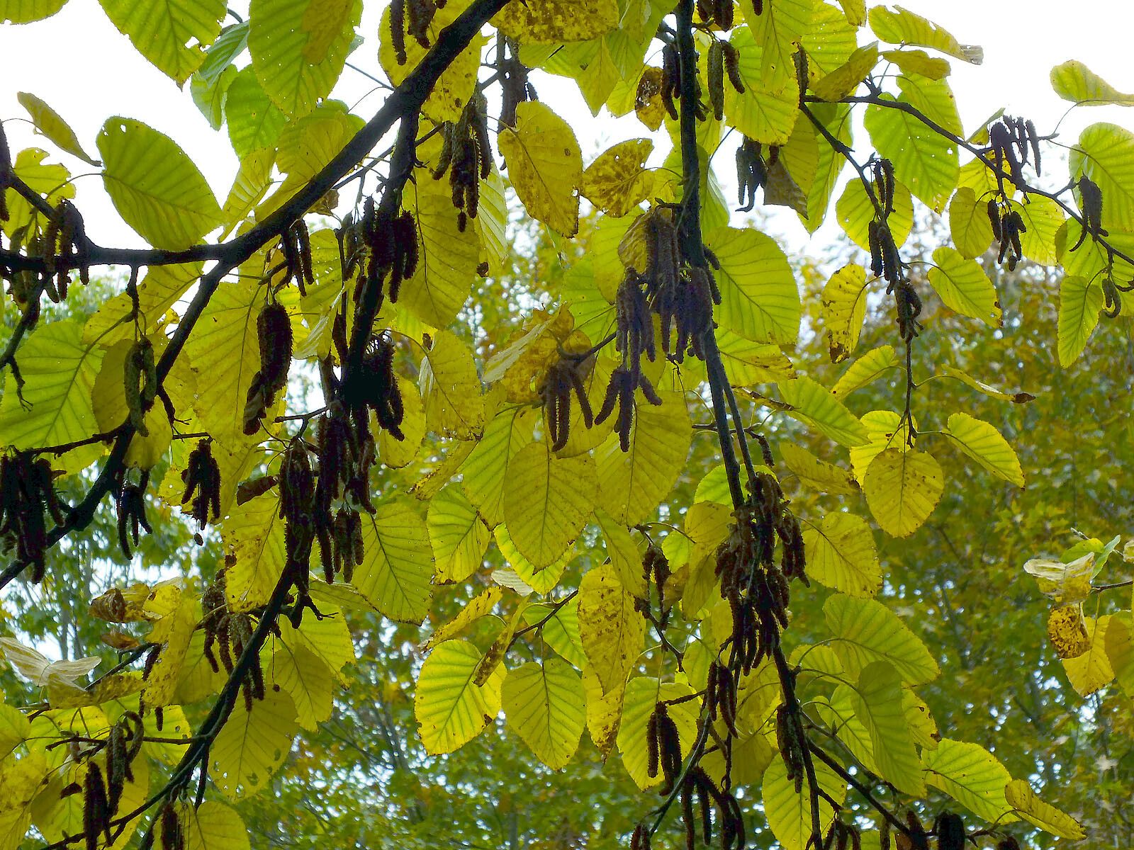 Betula maximowicziana fruit