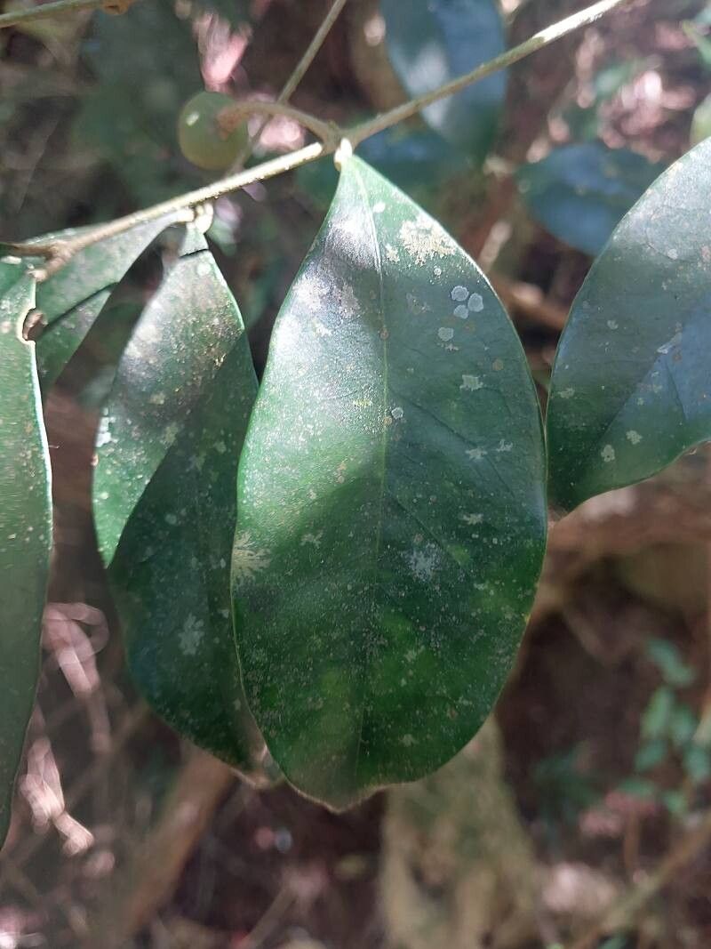 Noronhia olearia — search result for 'Olearia'