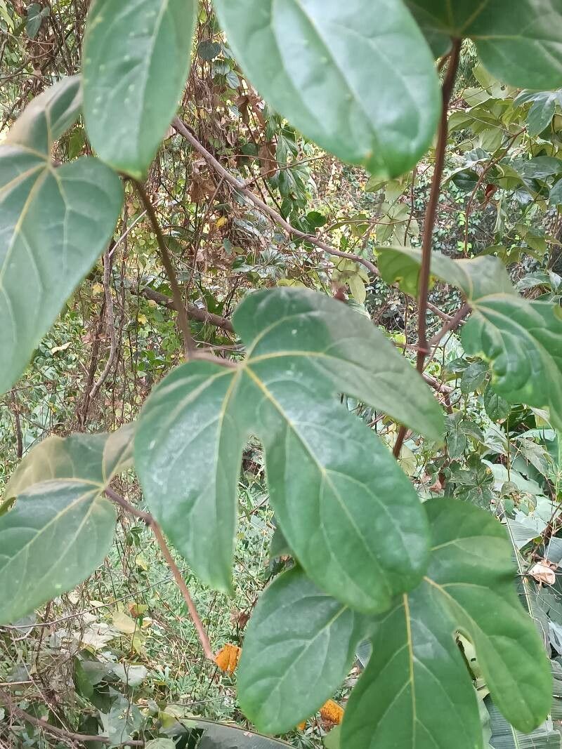 Hodgsonia macrocarpa — houseplant care guide