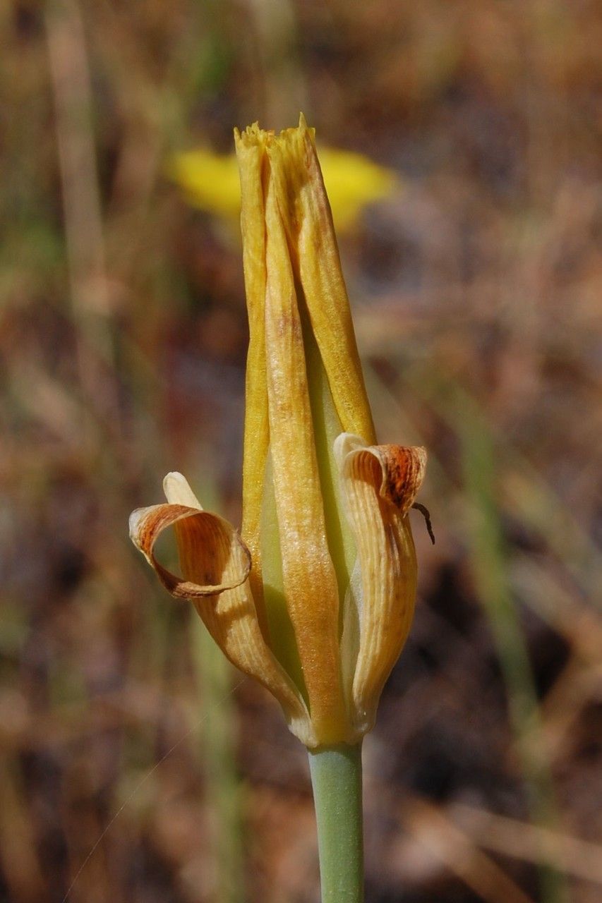 Calochortus luteus fruit