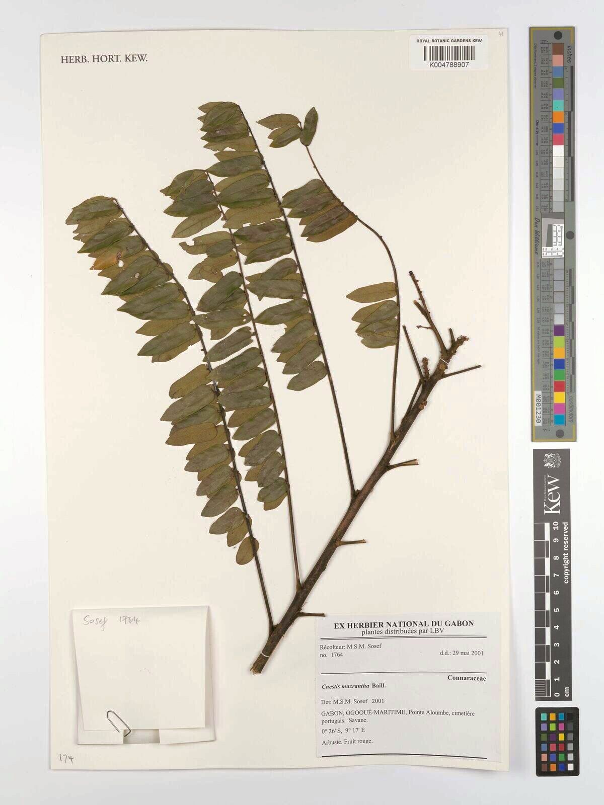 Cnestis macrantha — related species from the same genus