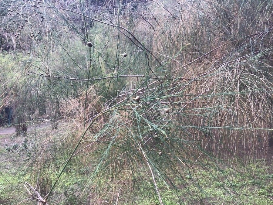 Asparagus plocamoides — houseplant care guide