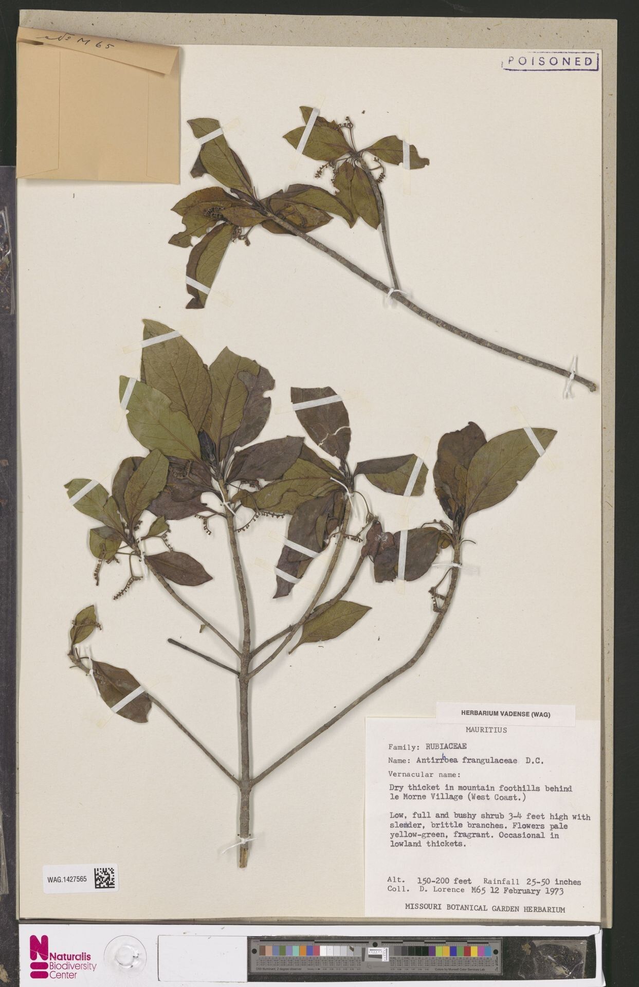 Antirhea bifida — related species from the same genus