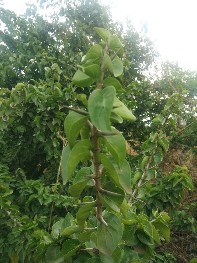 Canthium parvifolium — houseplant care guide