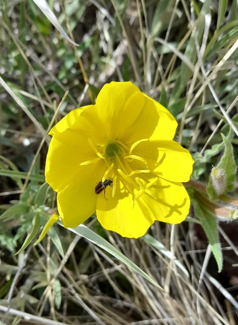 Oenothera affinis flower