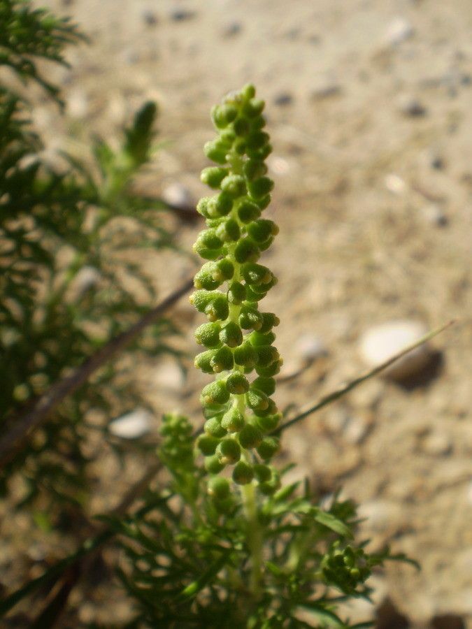 Ambrosia tenuifolia fruit