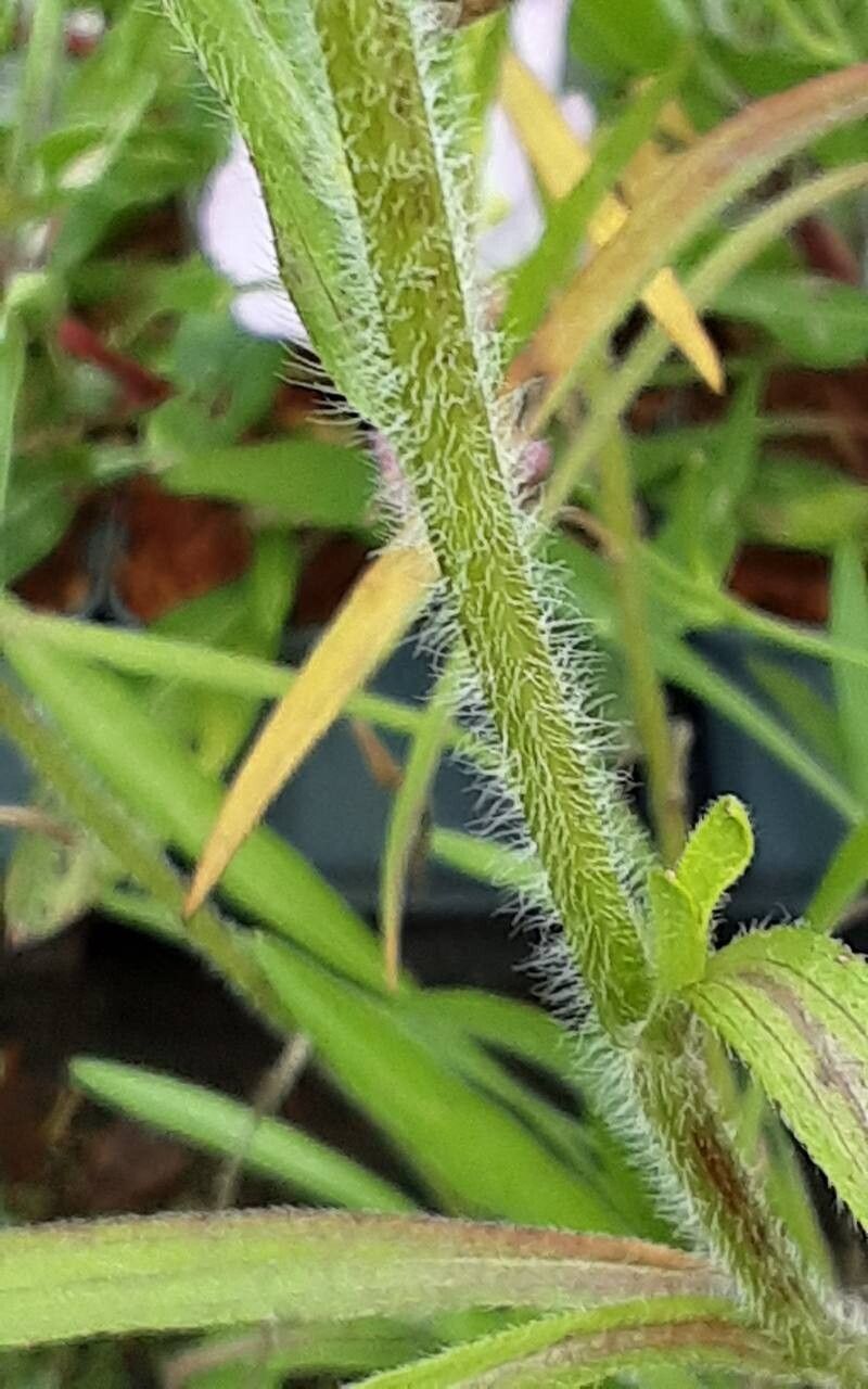 Rudbeckia missouriensis bark