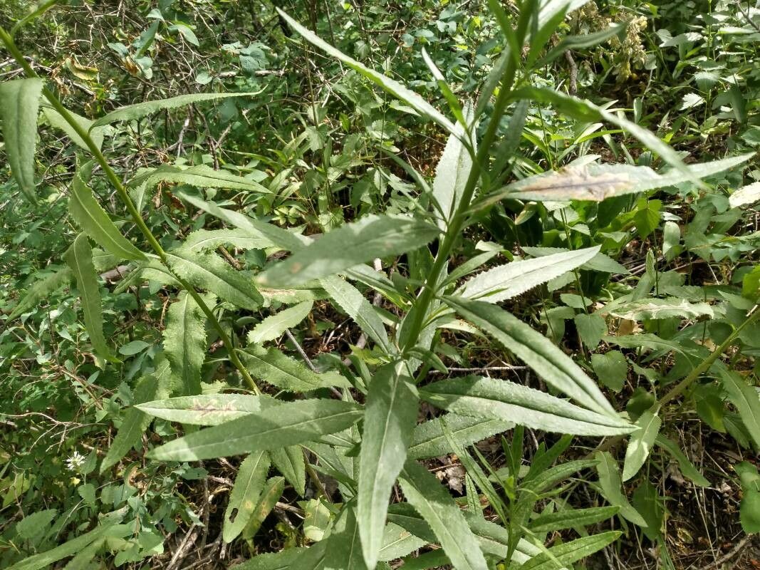 Senecio serra — search result for 'Senecio'