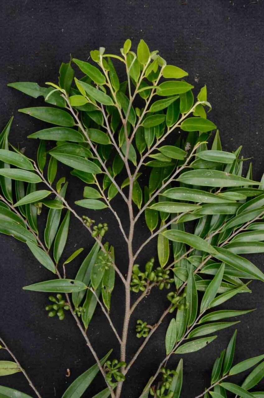 Xylopia brasiliensis leaf