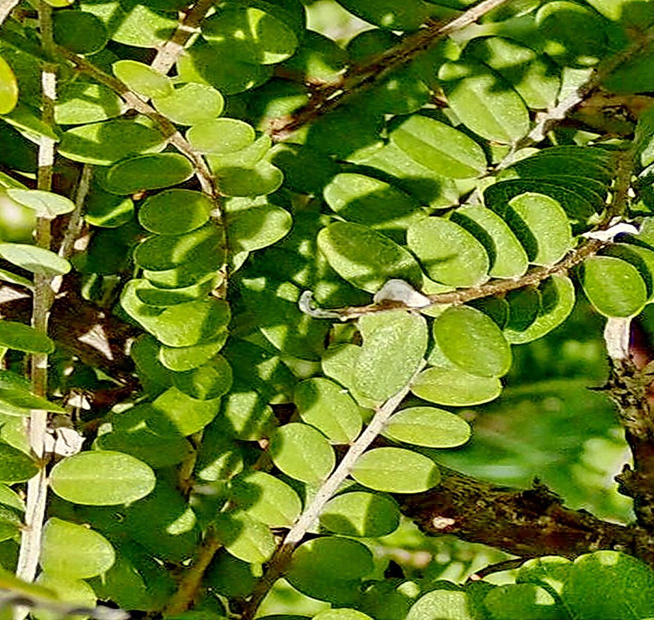 Sophora chathamica — related species from the same genus