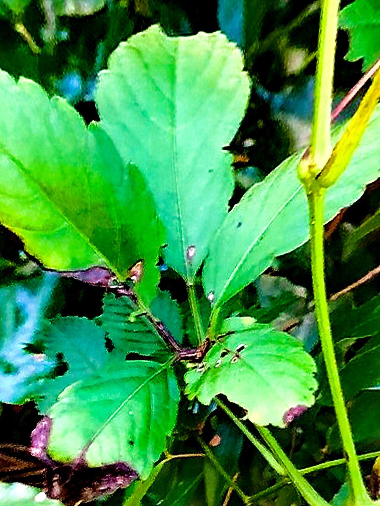 Causonis australasica — related species from the same genus