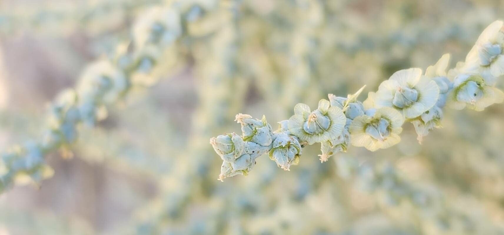 Caroxylon incanescens flower