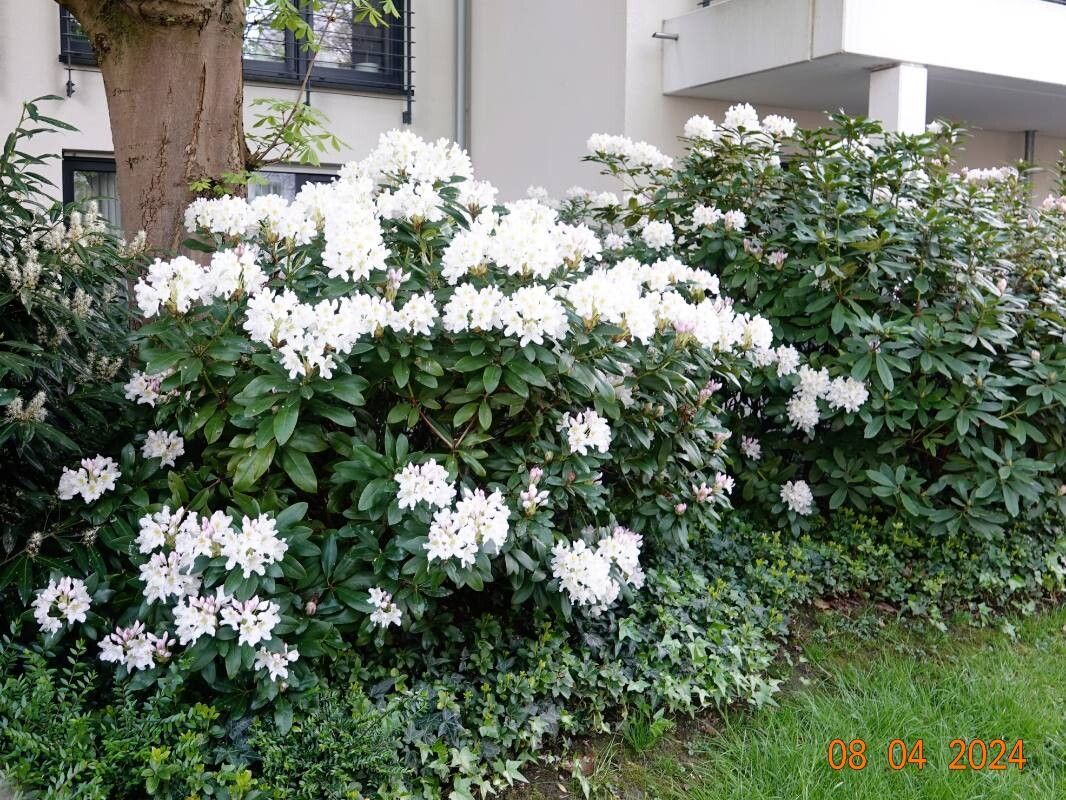 Rhododendron brachycarpum habit