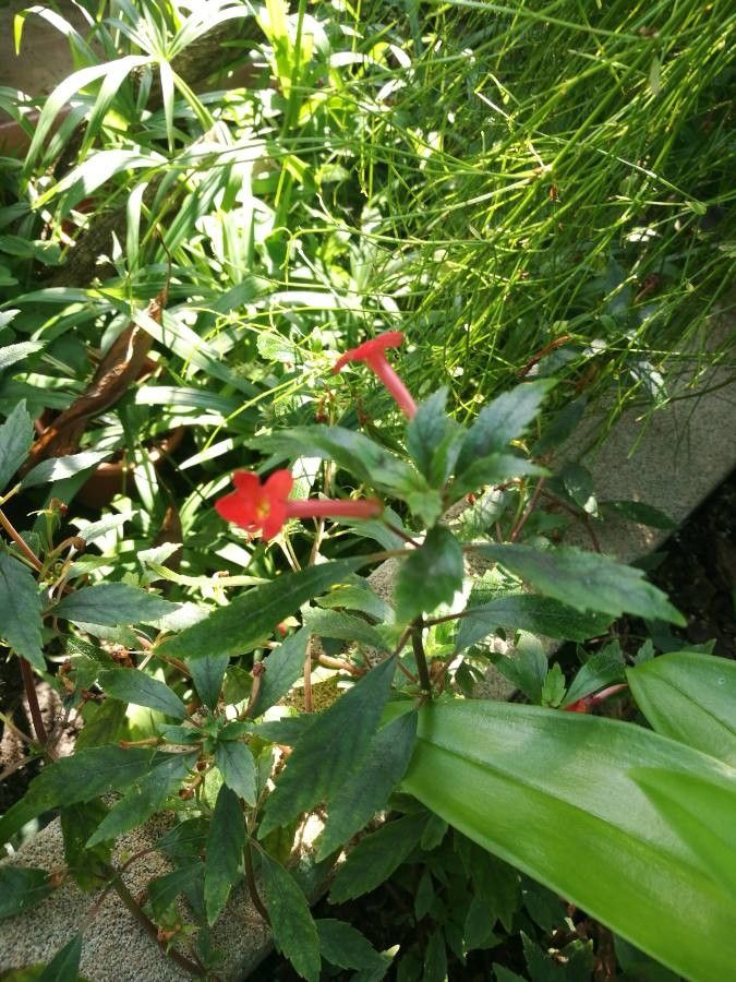 Achimenes heterophylla flower