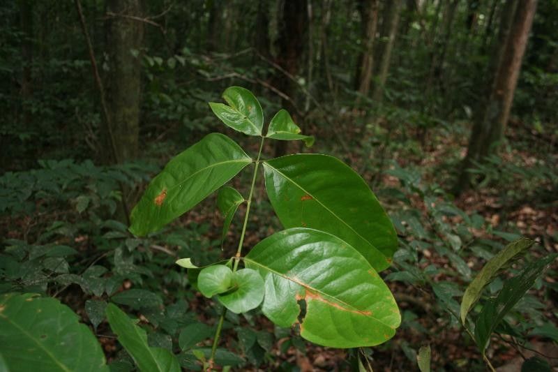 Inga stipularis — houseplant care guide