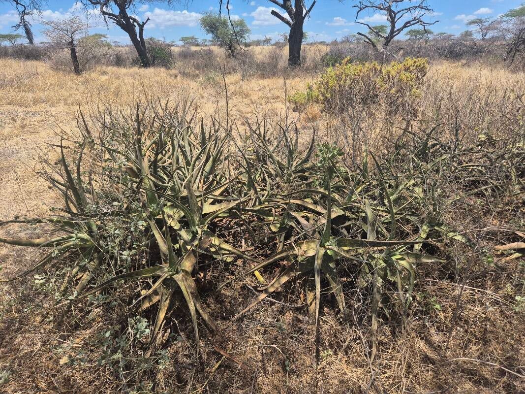 Aloe scabrifolia habit
