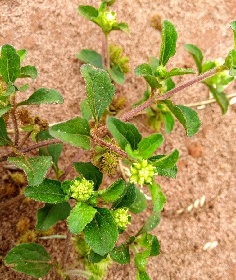 Acanthospermum australe flower
