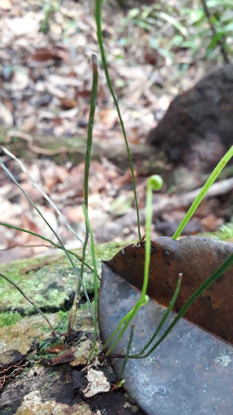 Vittaria lineata — houseplant care guide