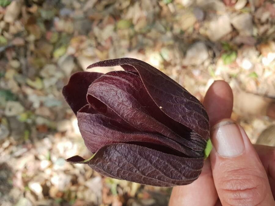 Sapranthus palanga flower
