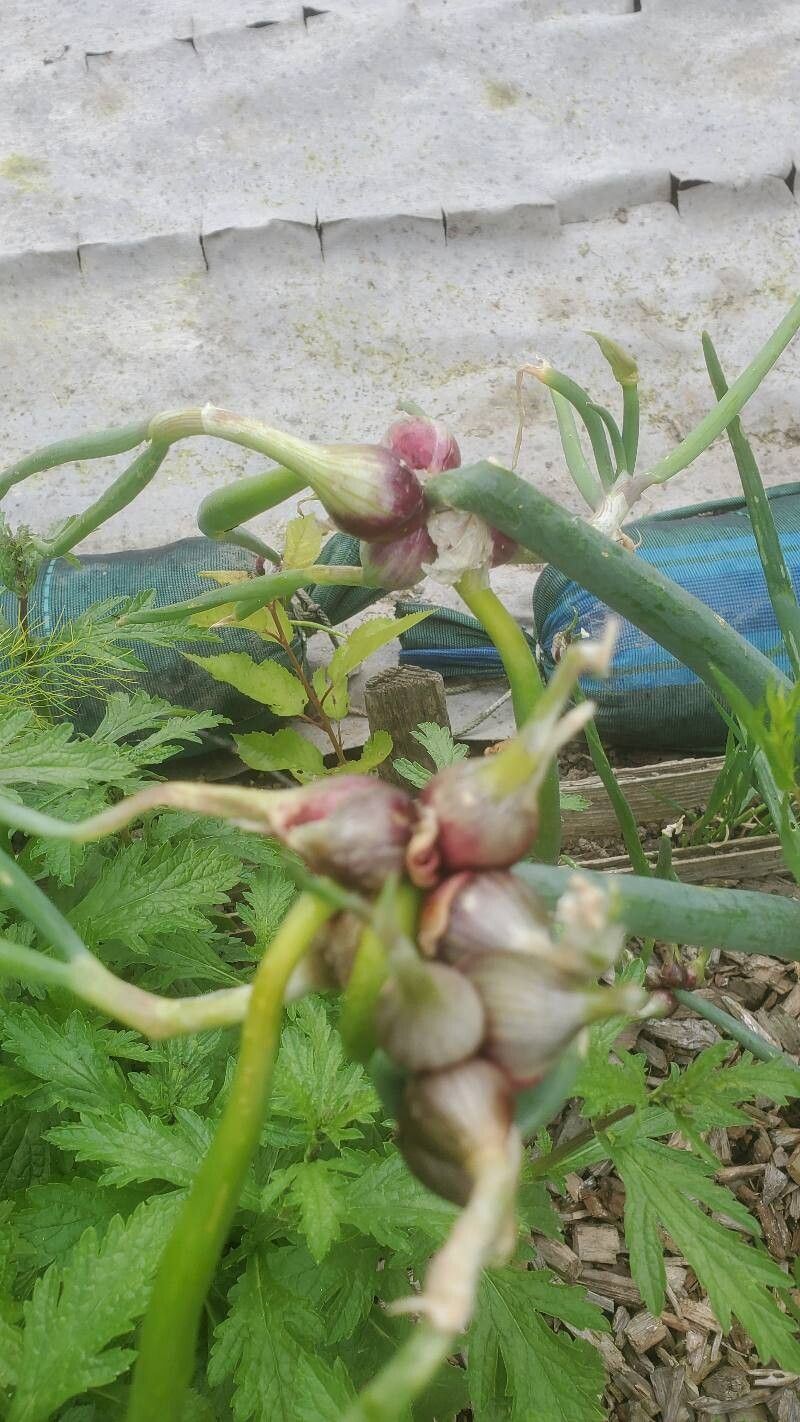 Allium × proliferum leaf