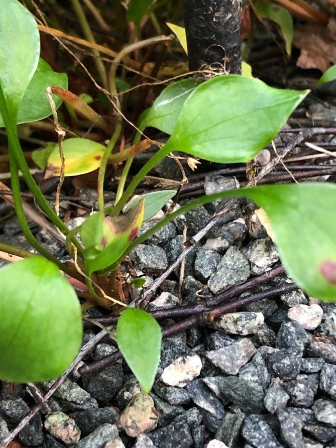 Claytonia sibirica — search result for 'Montiaceae'