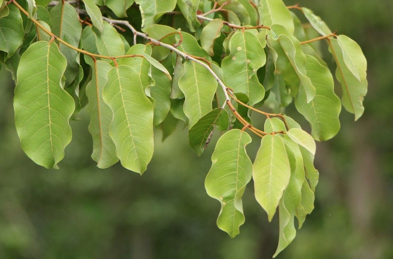 Cleistanthus stipitatus leaf