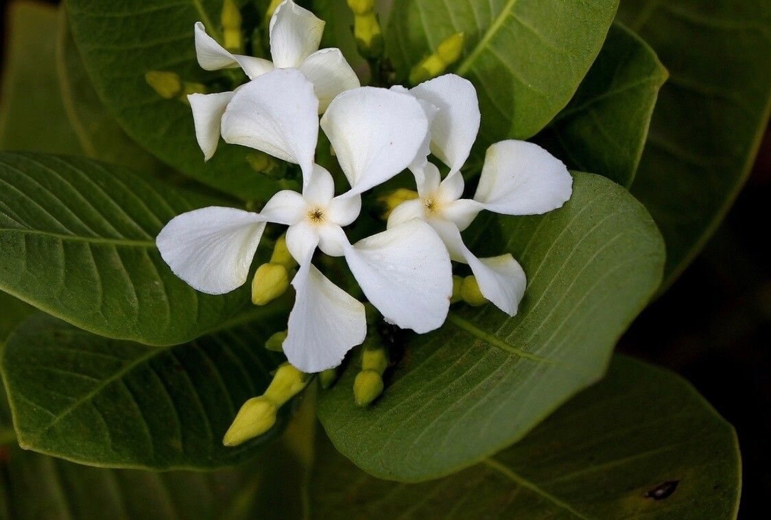 Tabernaemontana hystrix flower