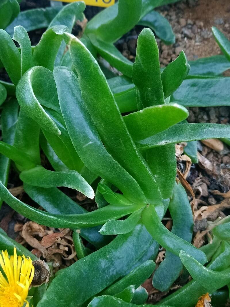 Glottiphyllum difforme habit