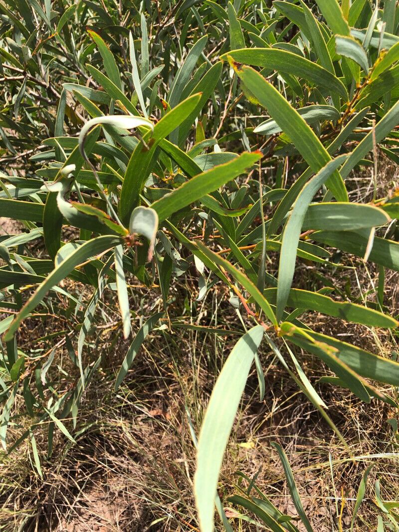 Acacia harpophylla — houseplant care guide