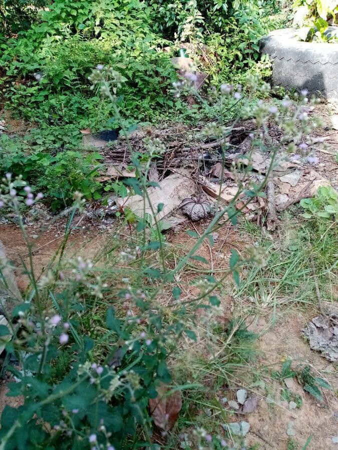 Cyanthillium cinereum leaf