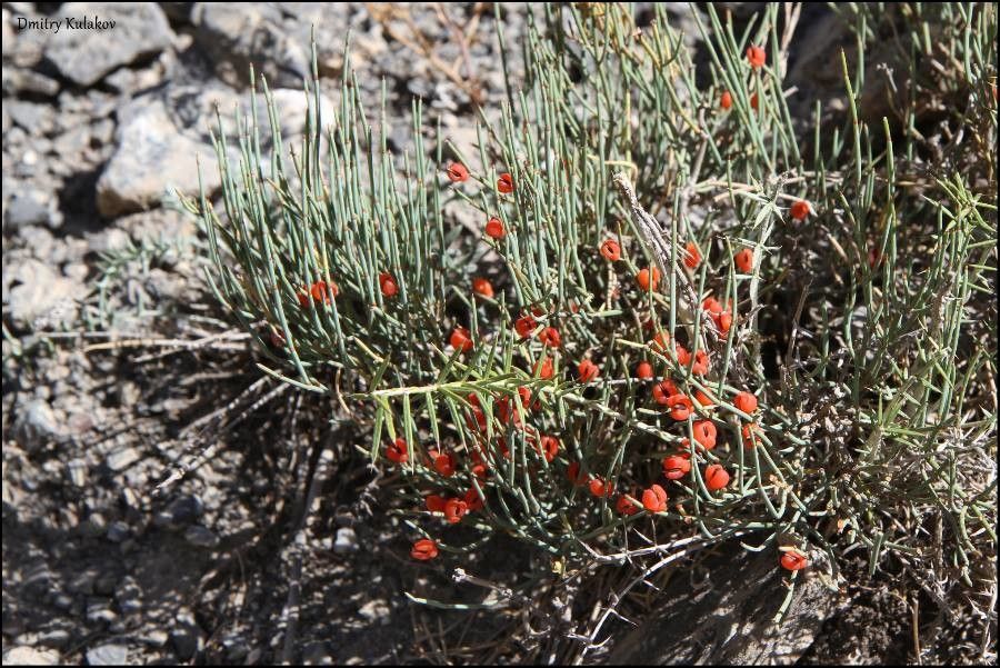Ephedra intermedia fruit
