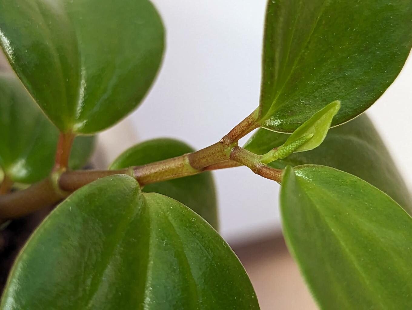 Peperomia mariannensis bark