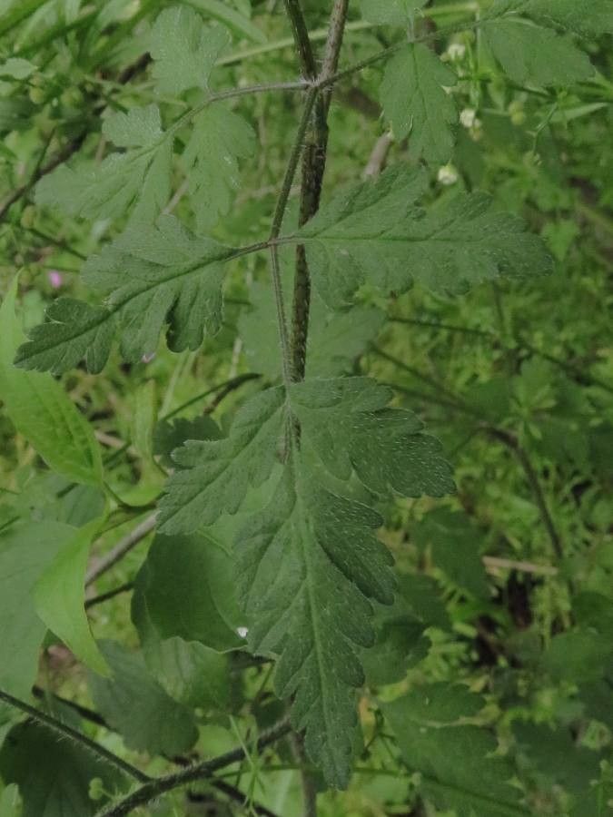 Chaerophyllum temulum — search result for 'Apiaceae'