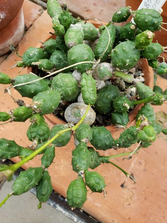 Euphorbia globosa leaf