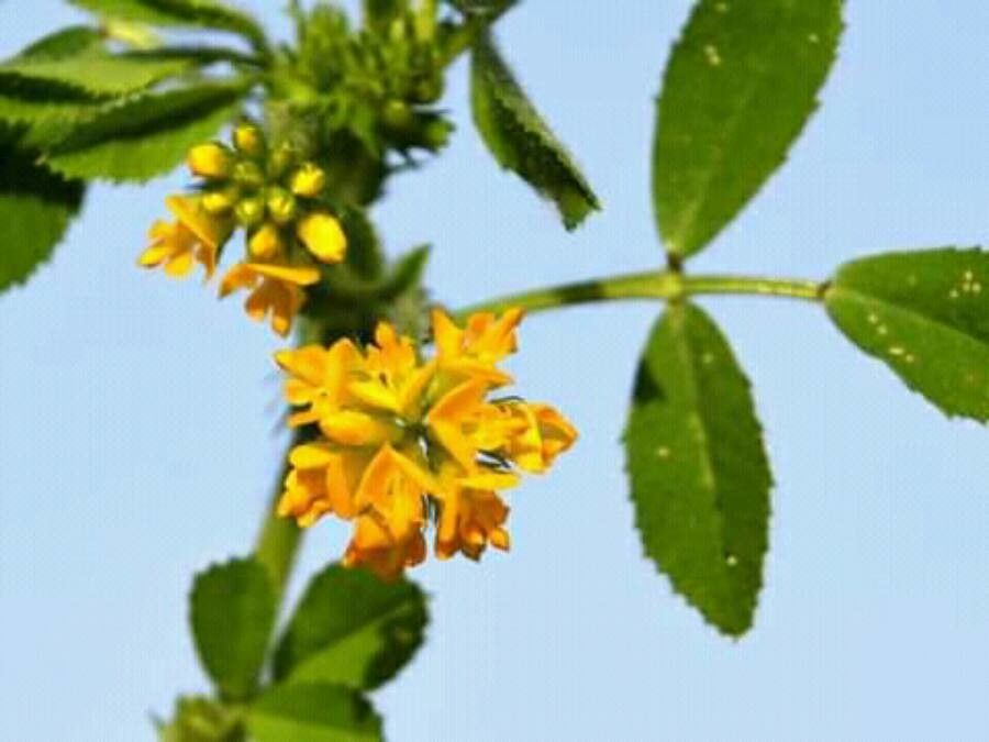 Trifolium patens flower