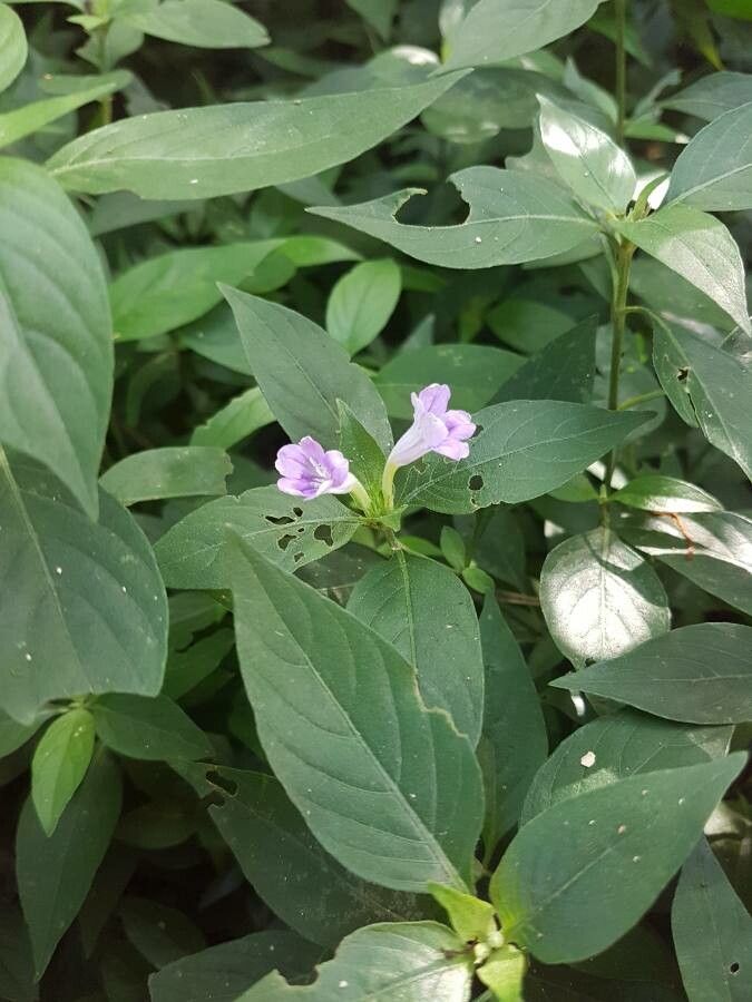 Ruellia bahiensis flower