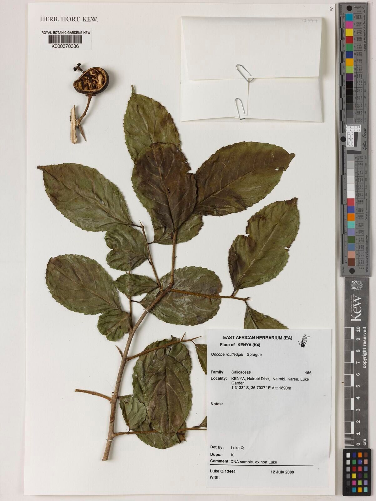 Oncoba routledgei — related species from the same genus