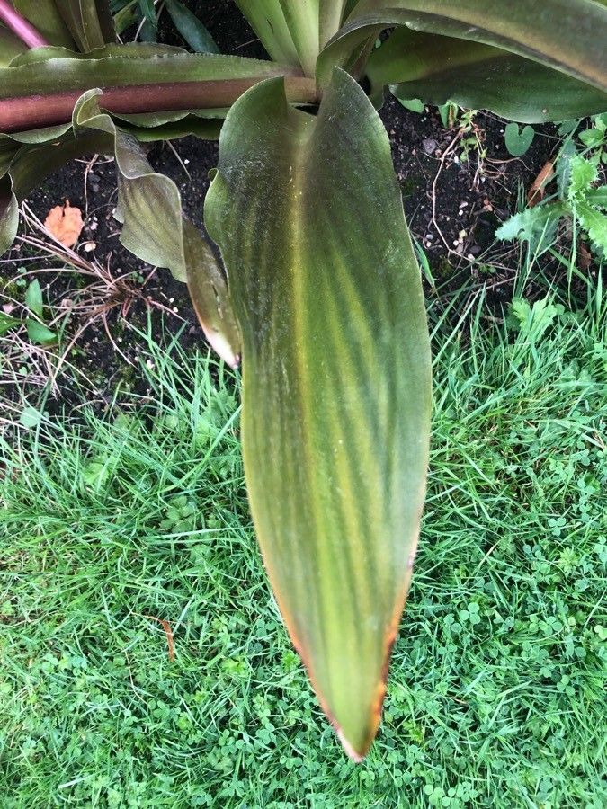 Eucomis comosa leaf