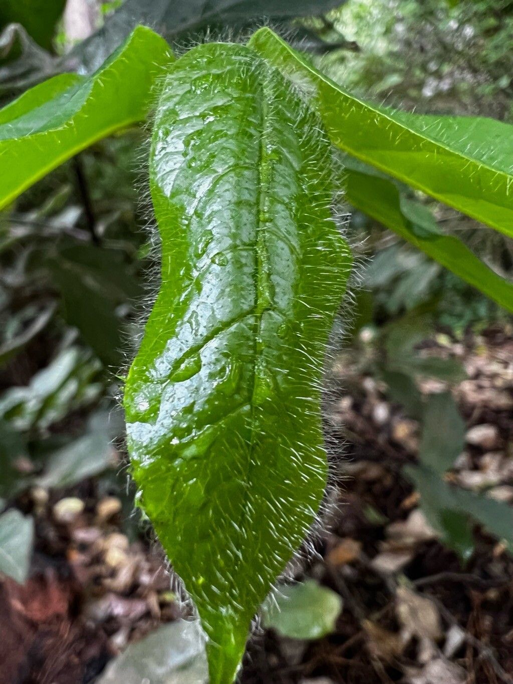 Diospyros zombensis — houseplant care guide