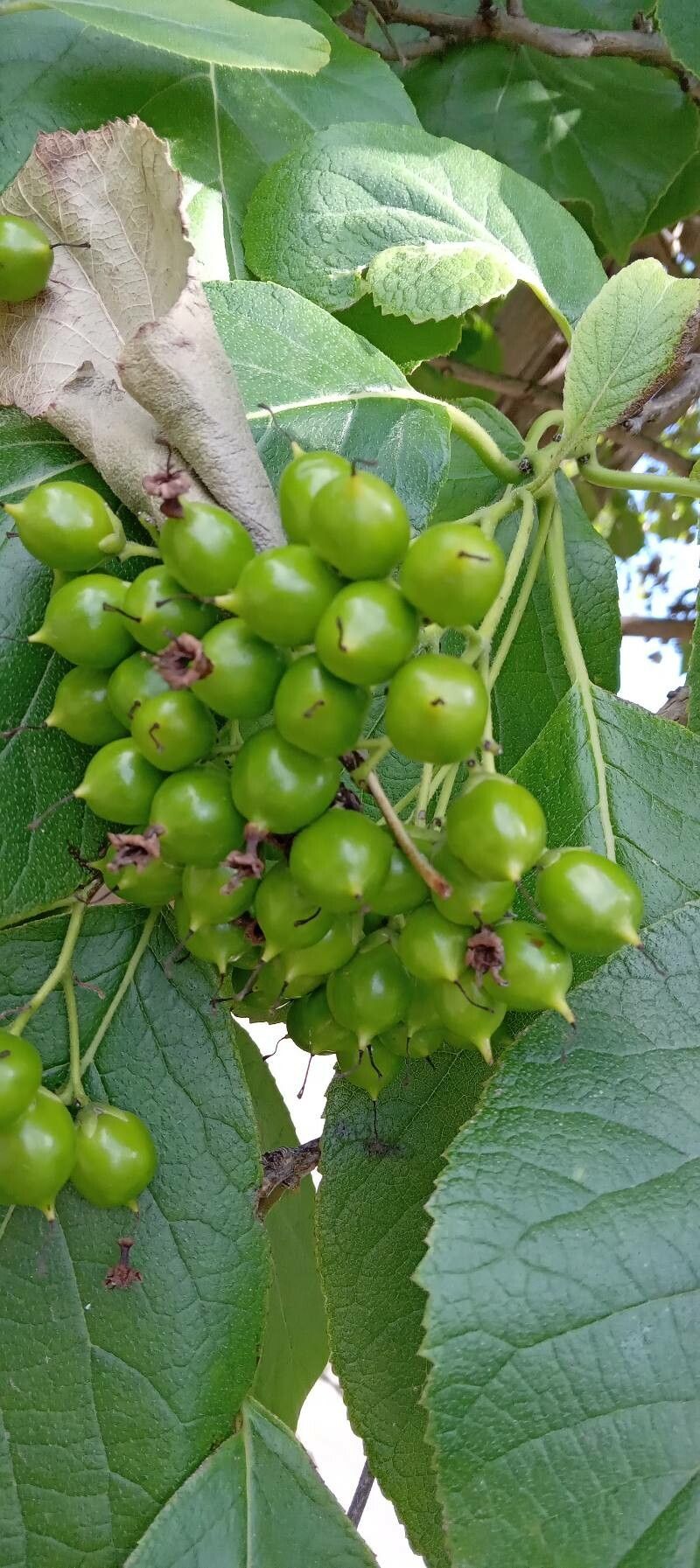 Ehretia macrophylla fruit