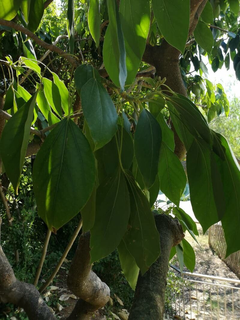 Oreopanax nymphaeifolius leaf