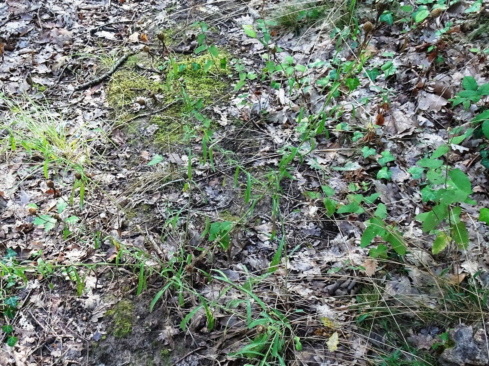 Centaurea americana habit